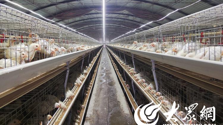 食品：固守正道坚持特色构建全产业链发展格局CQ9电子有限公司【烟台肉鸡四十载】荣华(图6)