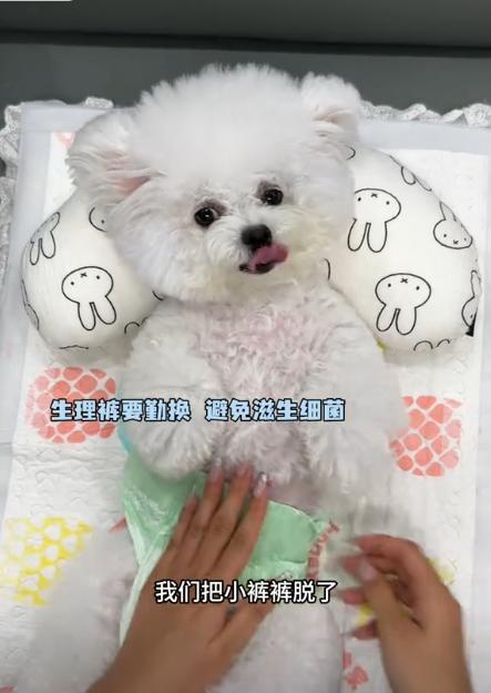 送豪宅豪车法拉利接亲外国小伙乐坏了CQ9电子游戏网站富婆给狗办婚礼(图4)