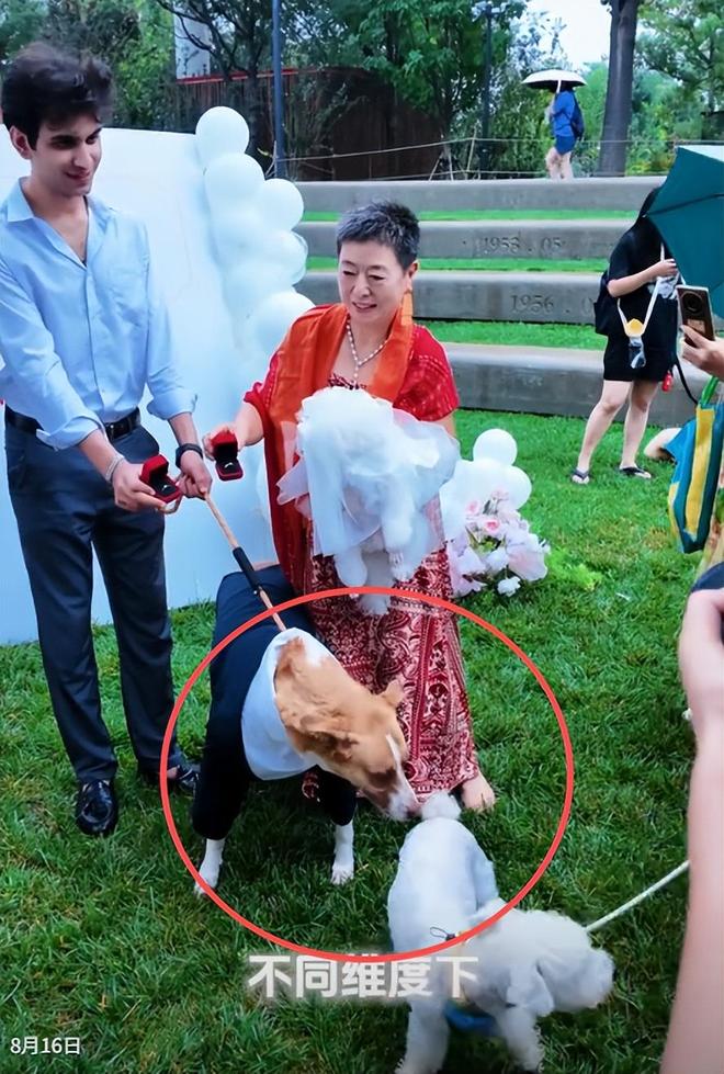 送豪宅豪车法拉利接亲外国小伙乐坏了CQ9电子游戏网站富婆给狗办婚礼(图14)