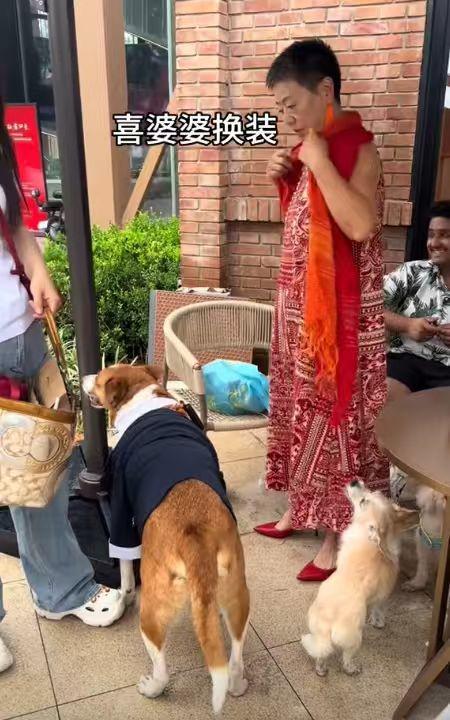 送豪宅豪车法拉利接亲外国小伙乐坏了CQ9电子游戏网站富婆给狗办婚礼(图12)