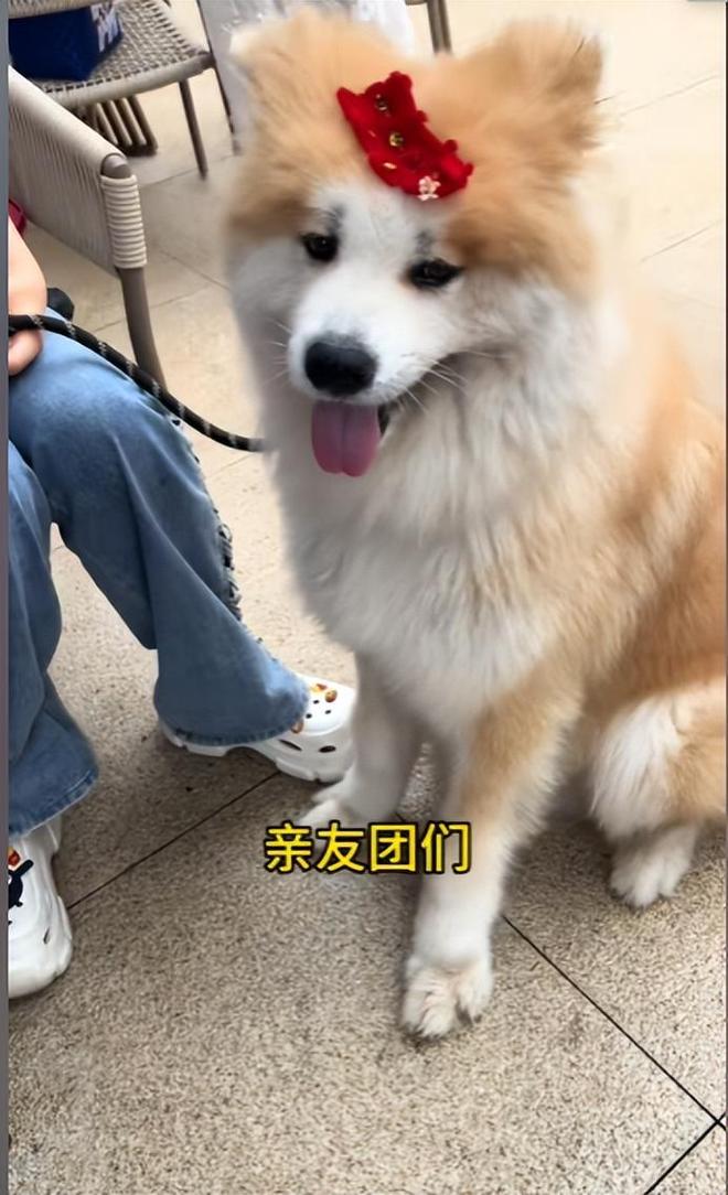 送豪宅豪车法拉利接亲外国小伙乐坏了CQ9电子游戏网站富婆给狗办婚礼(图8)