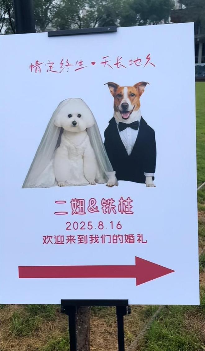 送豪宅豪车法拉利接亲外国小伙乐坏了CQ9电子游戏网站富婆给狗办婚礼(图16) 送豪宅豪车法拉利接亲外国小伙乐坏了CQ9电子游戏网站富婆给狗办婚礼(图16)