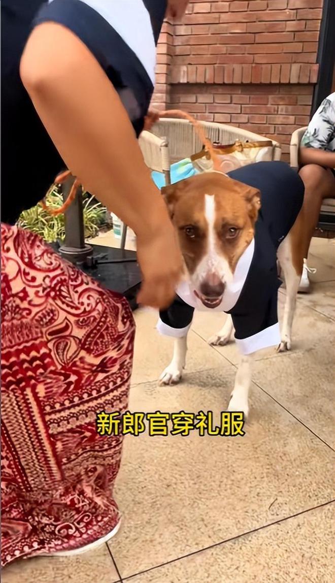 送豪宅豪车法拉利接亲外国小伙乐坏了CQ9电子游戏网站富婆给狗办婚礼(图15)