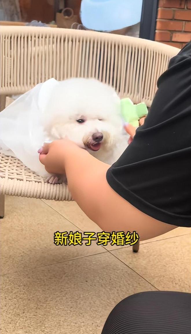 送豪宅豪车法拉利接亲外国小伙乐坏了CQ9电子游戏网站富婆给狗办婚礼(图17)