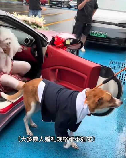 送豪宅豪车法拉利接亲外国小伙乐坏了CQ9电子游戏网站富婆给狗办婚礼(图13)